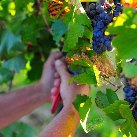Mayfield Vineyard ออเรนจ์ ภายนอก รูปภาพ
