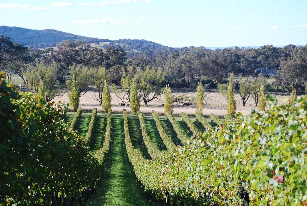 Mayfield Vineyard ออเรนจ์ ภายนอก รูปภาพ