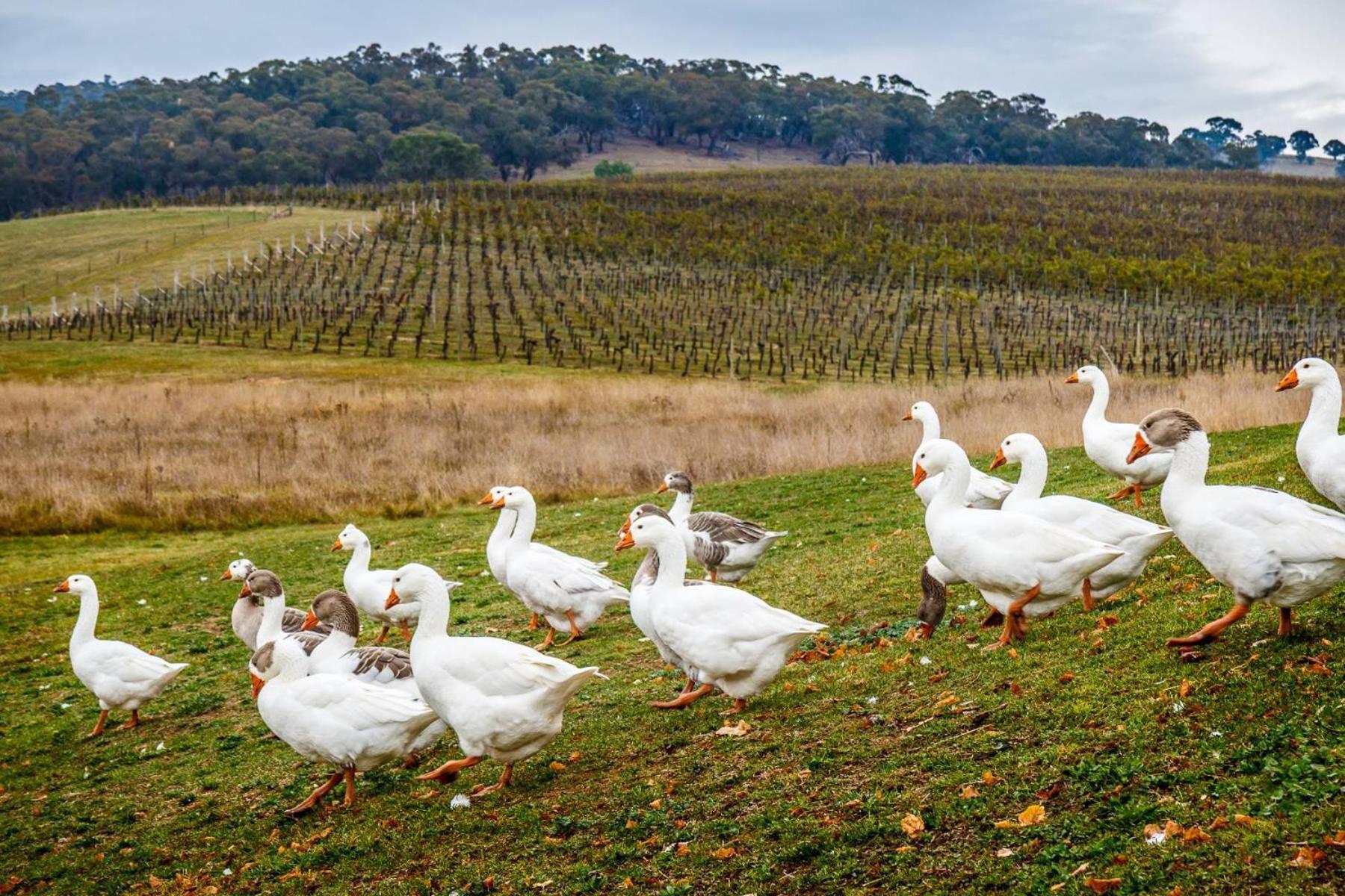 Mayfield Vineyard ออเรนจ์ ภายนอก รูปภาพ