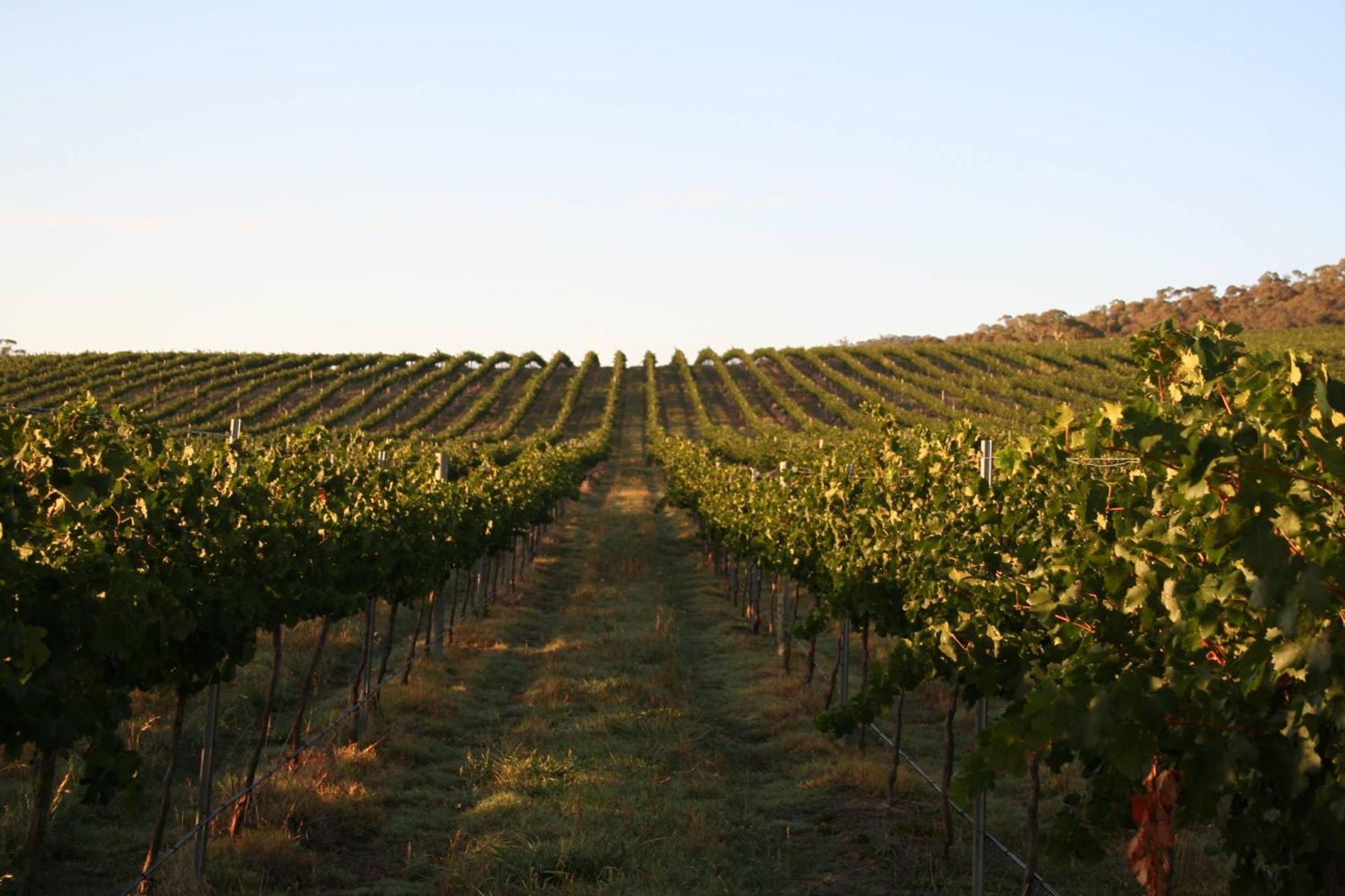 Mayfield Vineyard ออเรนจ์ ภายนอก รูปภาพ