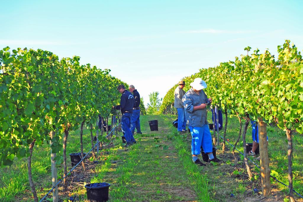 Mayfield Vineyard ออเรนจ์ ภายนอก รูปภาพ