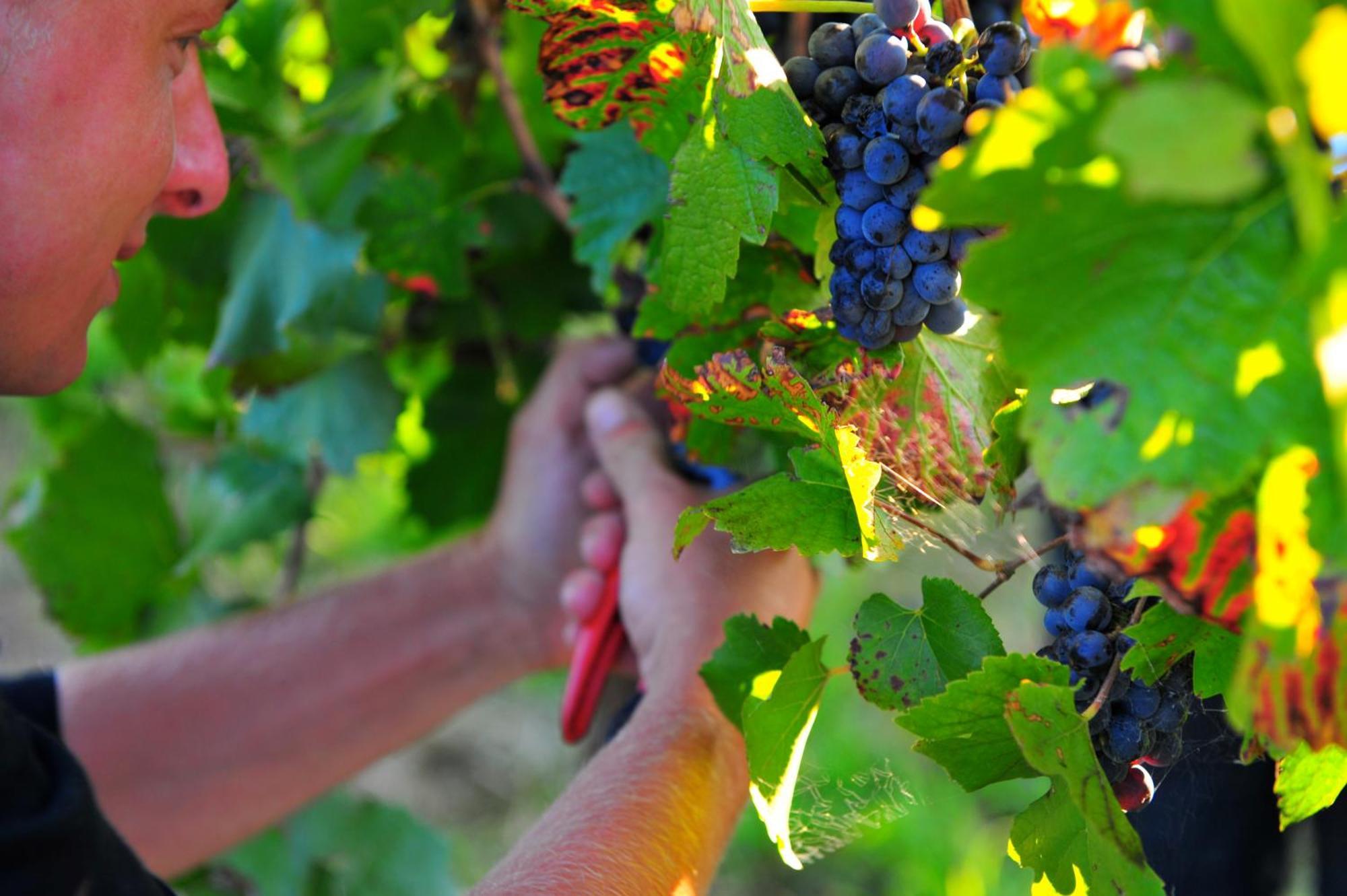 Mayfield Vineyard ออเรนจ์ ภายนอก รูปภาพ